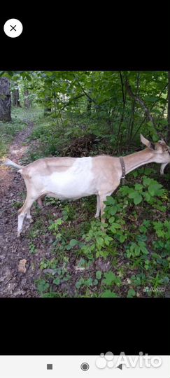 Козочка альпийская