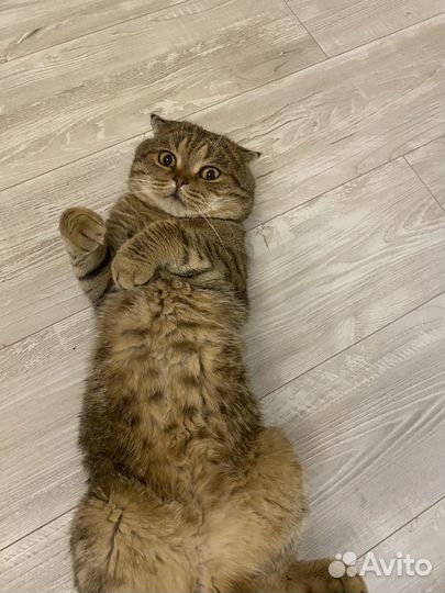 Шотландская