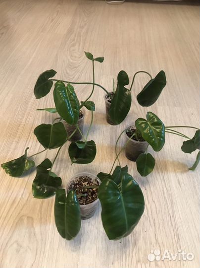 Филодендрон бурле макс