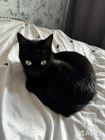 Отдам кота в добрые руки
