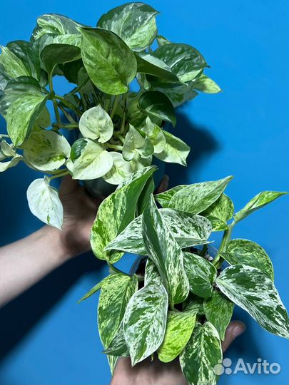 Эпипремнум марбл эпл и марбл квин