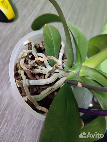 Орхидея фаленопсис