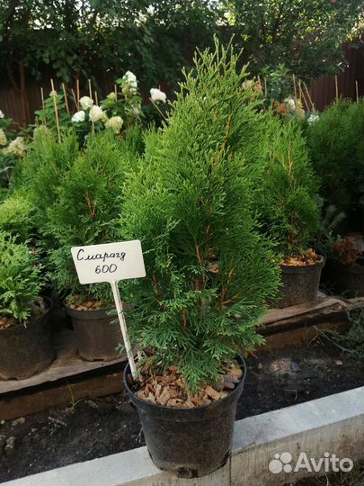 Туя Смарагд