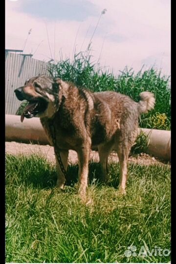 Щенки Алабая