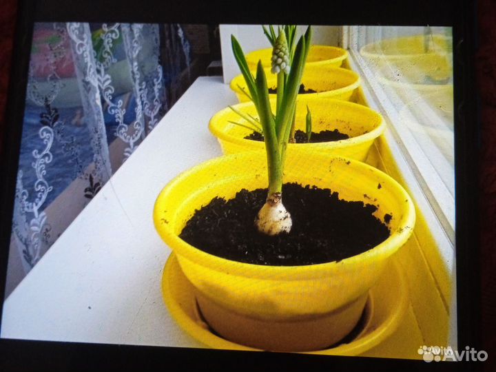 Цветы Мускари