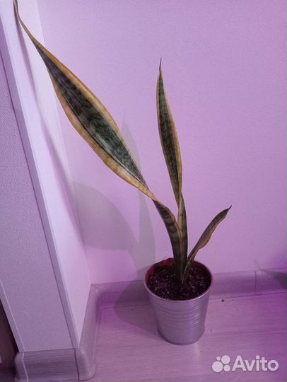 Сансевиерии разные