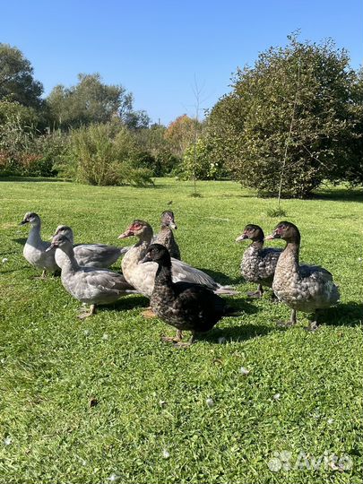 Утки мускусные тяжелая линия