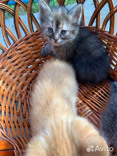 Кошка