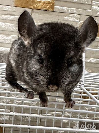 Серебристая шиншилла