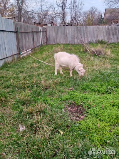 Молодой козел