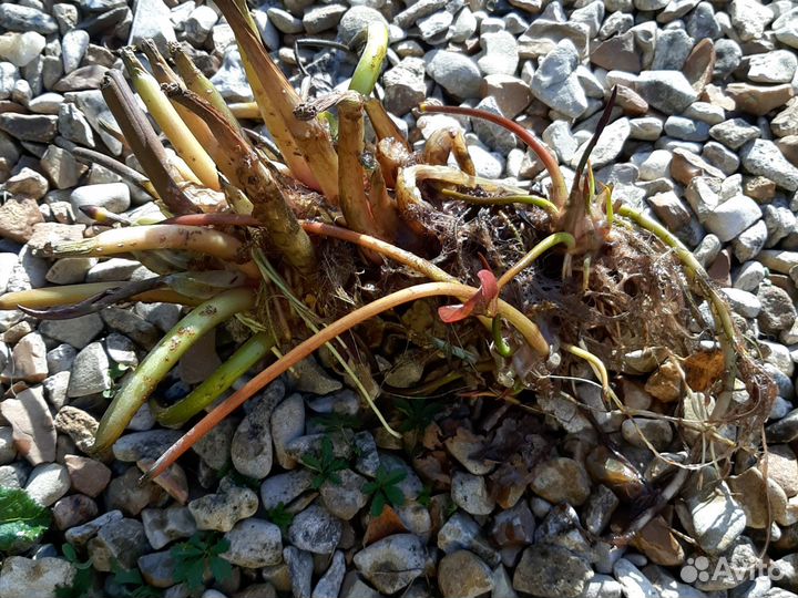 Водная лилия (нимфея)