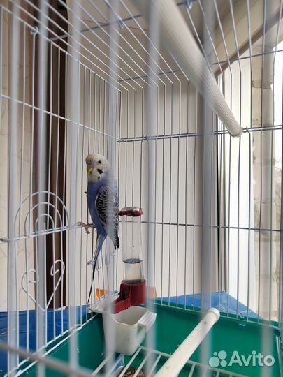 Волнистый попугай с клеткой