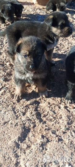 Щенки немецкой овчарки