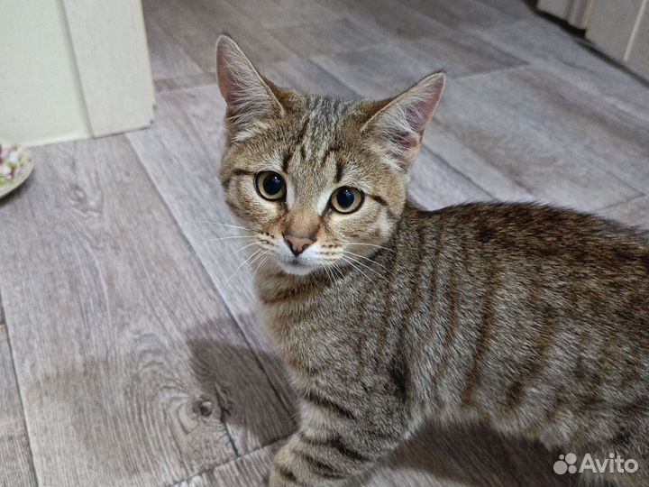 Отдам в добрые руки