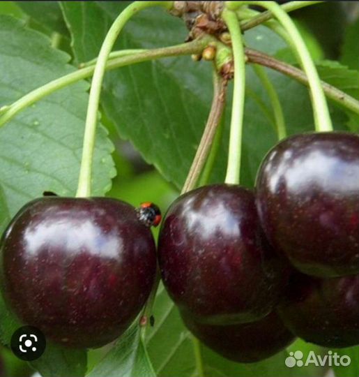 Крупная сортовая вишня саженцы