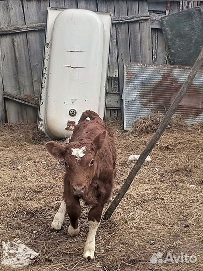 Теленок бычок 1 месяц