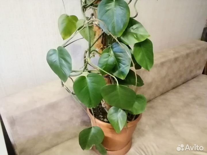 Большой комнатный цветок