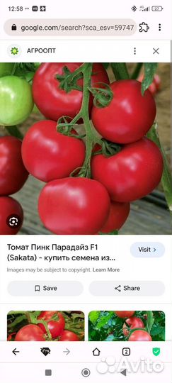 Семена томатов пинк парадайз