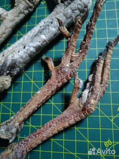 Гребень и лапы петуха