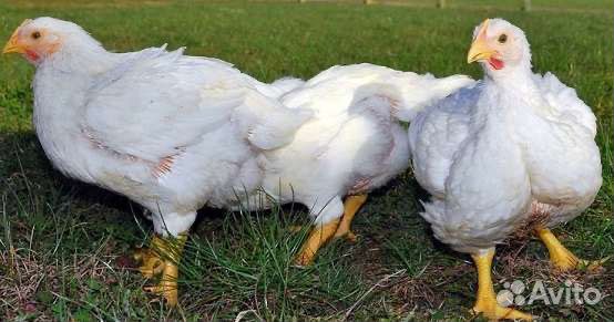 Куры бройлеры