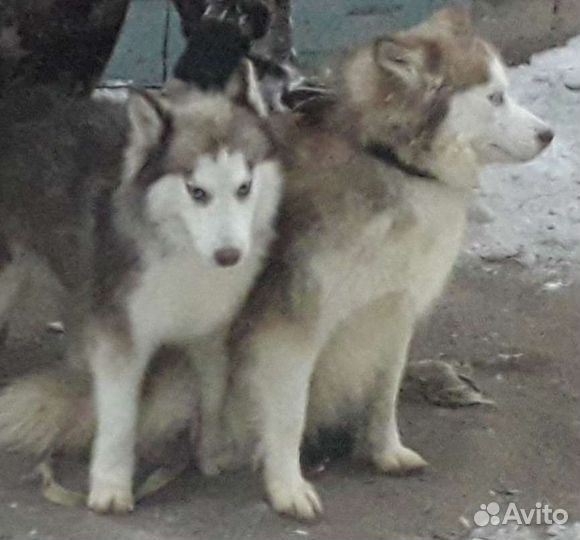 Сибирский хаски