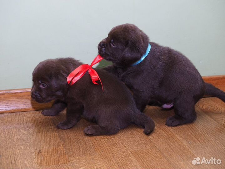 Великолепные щенки Лабрадора
