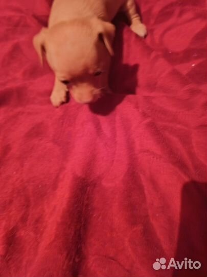 Той-терьер щенки