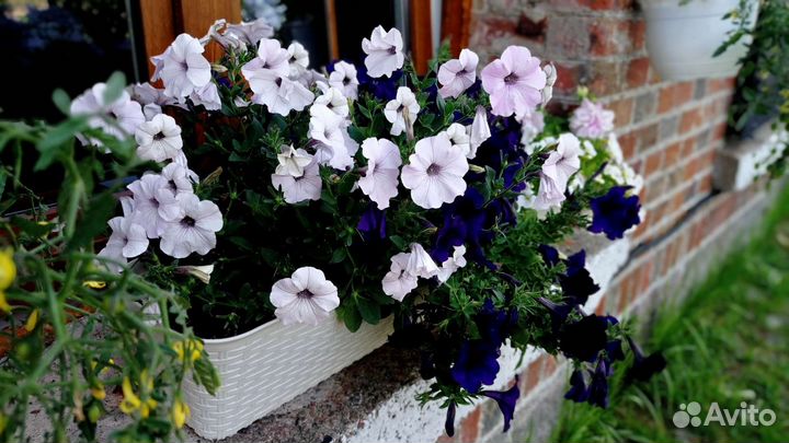 Кашпо с петуниями для балкона, окна (микс)