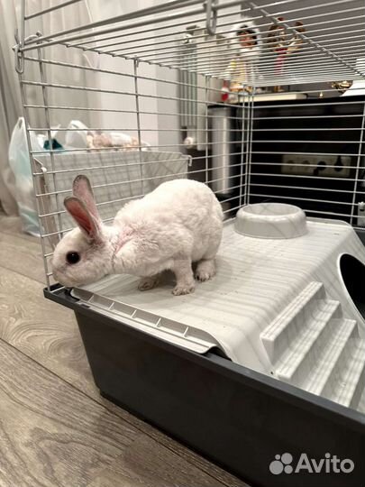 Кролик карликовый рекс