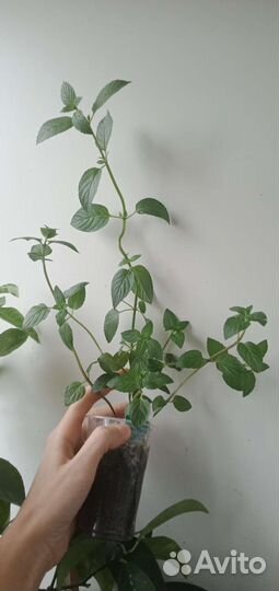 Мята более 20 сортов