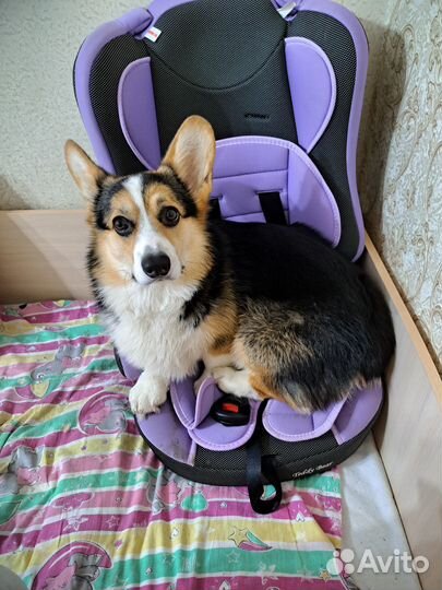 Вельш-корги пемброк