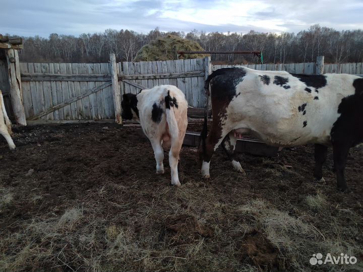 Корова с бычком