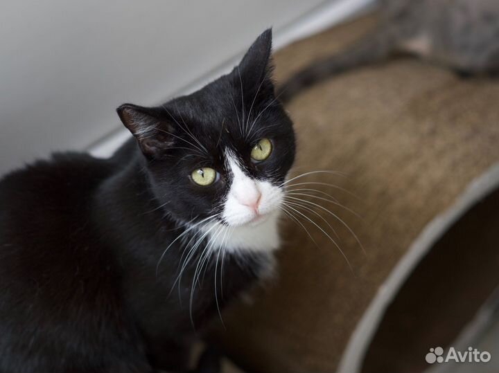 Марфушенька-душенька (кошка)