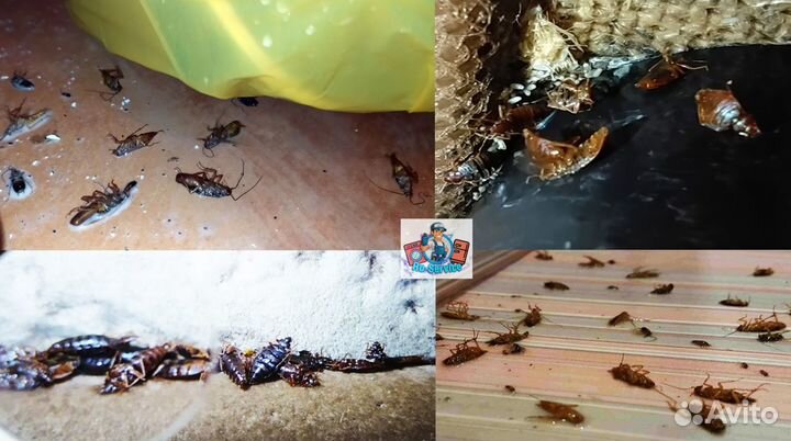 Уничтожение тараканов клопов дезинфекция сэс