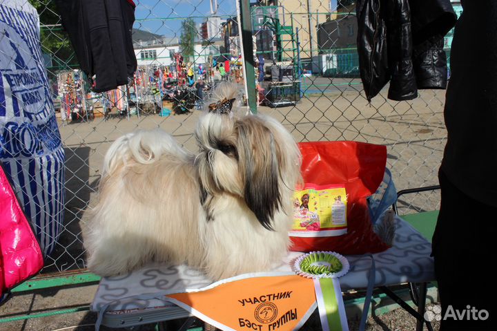 Кобель Ши-Тцу для вязки