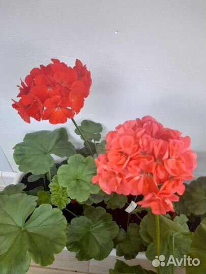 Пеларгония герань