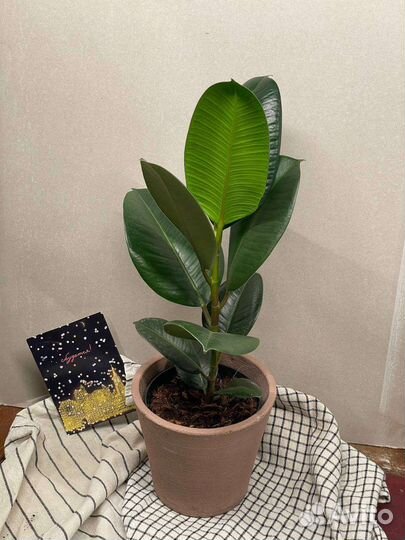 Сортовые фикусы