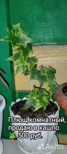 Комнатные цветы разные