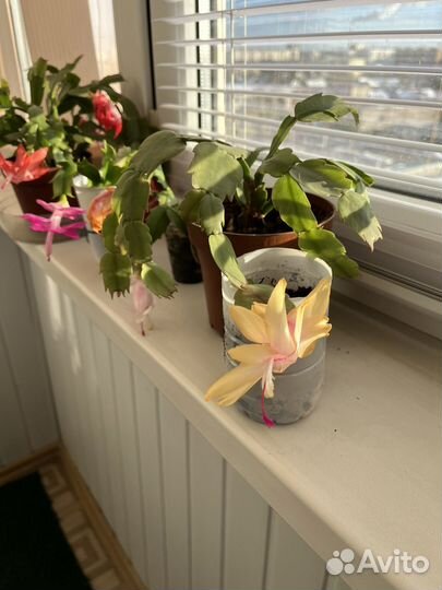 Декабрист розовый