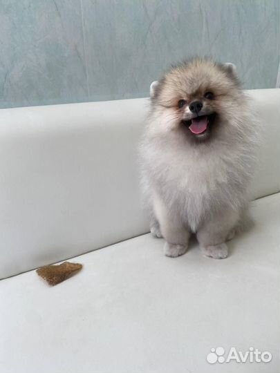 Продаю шпица