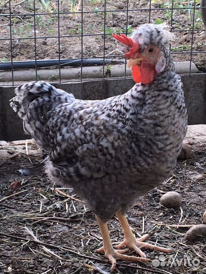 Продаю петухов виандот золото, легбар, маран