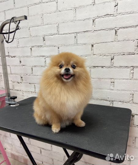 Грумер, стрижка собак. Выезд на дом