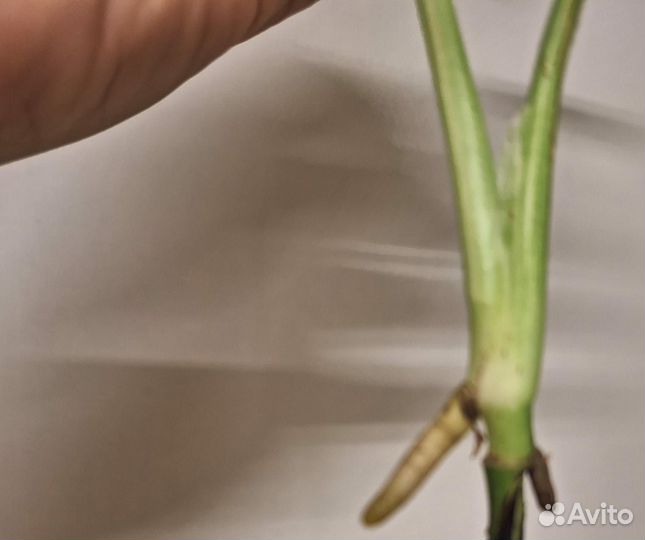 Монстера Вайт сноу