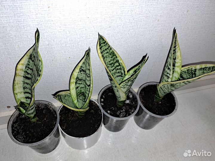 Сансевиерия (щучий хвост)