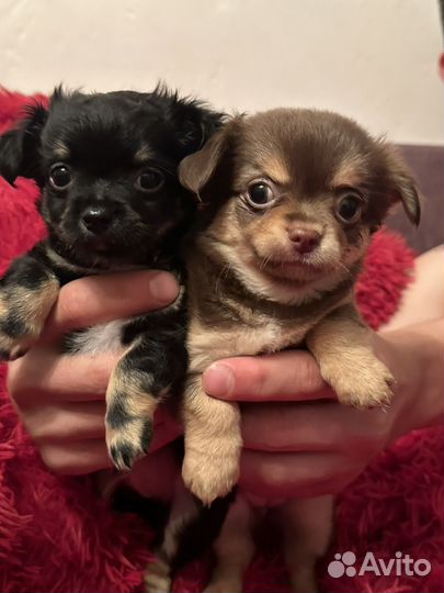 Щенки чихуахуа