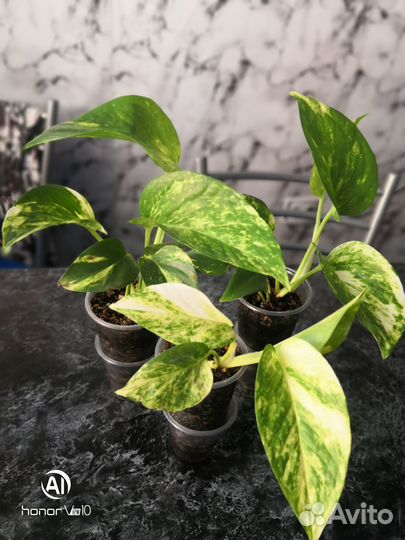 Эпипремнум золотистый