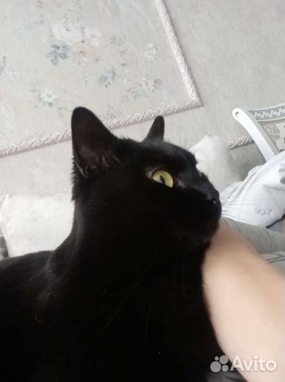 Кошка в добрые руки