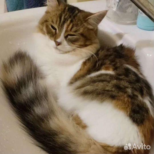 Потерялась кошка