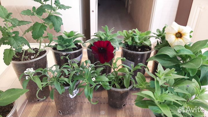 Вегетативные петхоа,петуния в кашпо Глория 4,2л