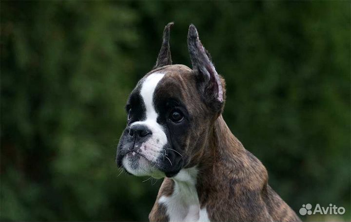 Щенок боксера. Девочка